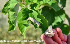 İpek Böceği Yetiştiriciliği Nasıl Yapılır? Türkiye’de Nerede Yetişir?