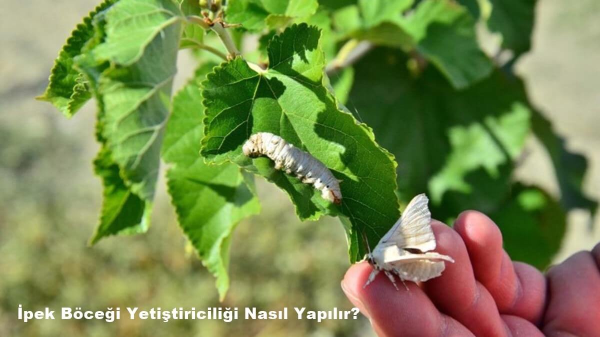 İpek Böceği Yetiştiriciliği Nasıl Yapılır? Türkiye’de Nerede Yetişir?
